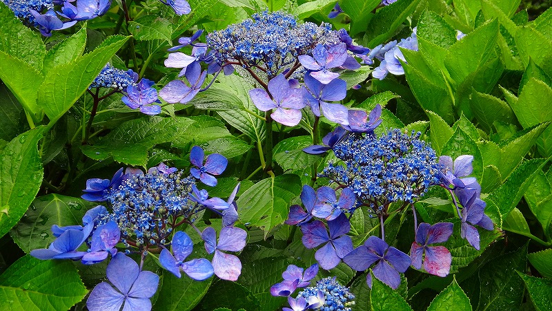 伊豆四季の花公園 アジサイの花 伊豆高原 静岡県 の旅行記 ブログ By Hn11さん フォートラベル 伊豆四季の花公園 アジサイの花 伊豆高原 静岡県 の旅行記 ブログ By Hn11さん フォートラベル