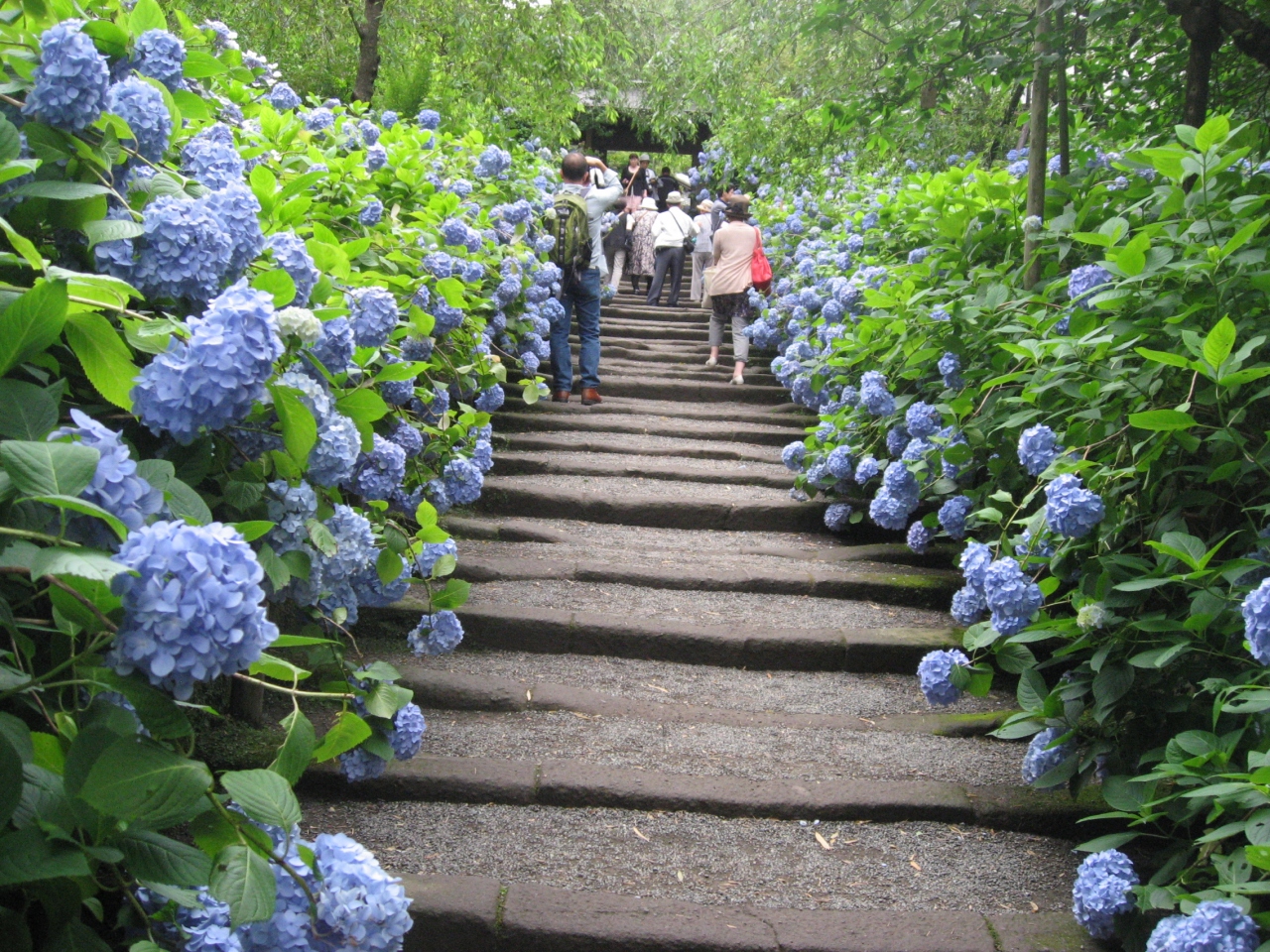 12年 6月は紫陽花 その３ 明月院ー東慶寺 鎌倉 神奈川県 の旅行記 ブログ By Mimicatさん フォートラベル