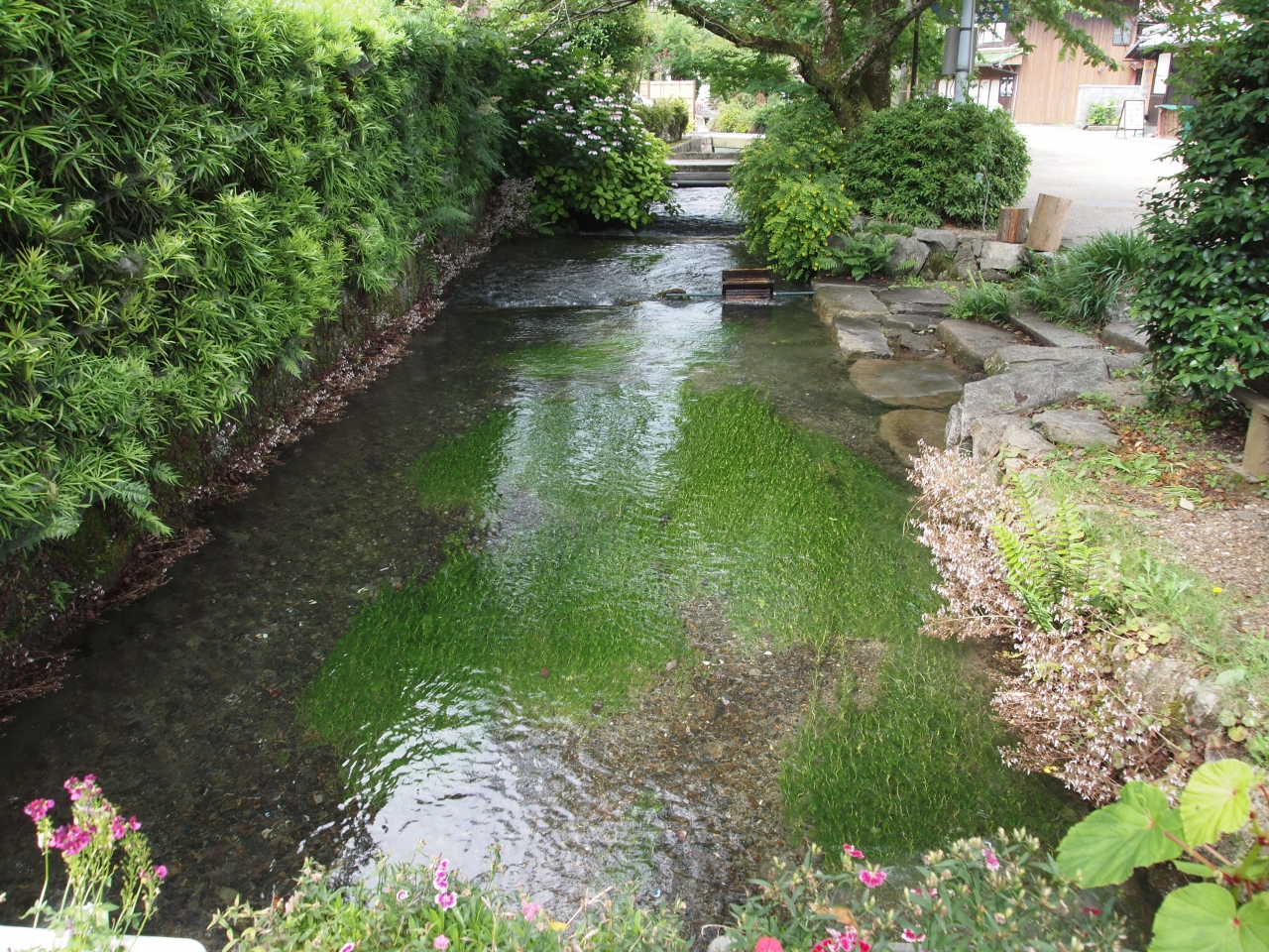 滋賀県米原の梅花藻と名水と秘仏そして美しい庭園 米原 滋賀県 の旅行記 ブログ By のーとくんさん フォートラベル