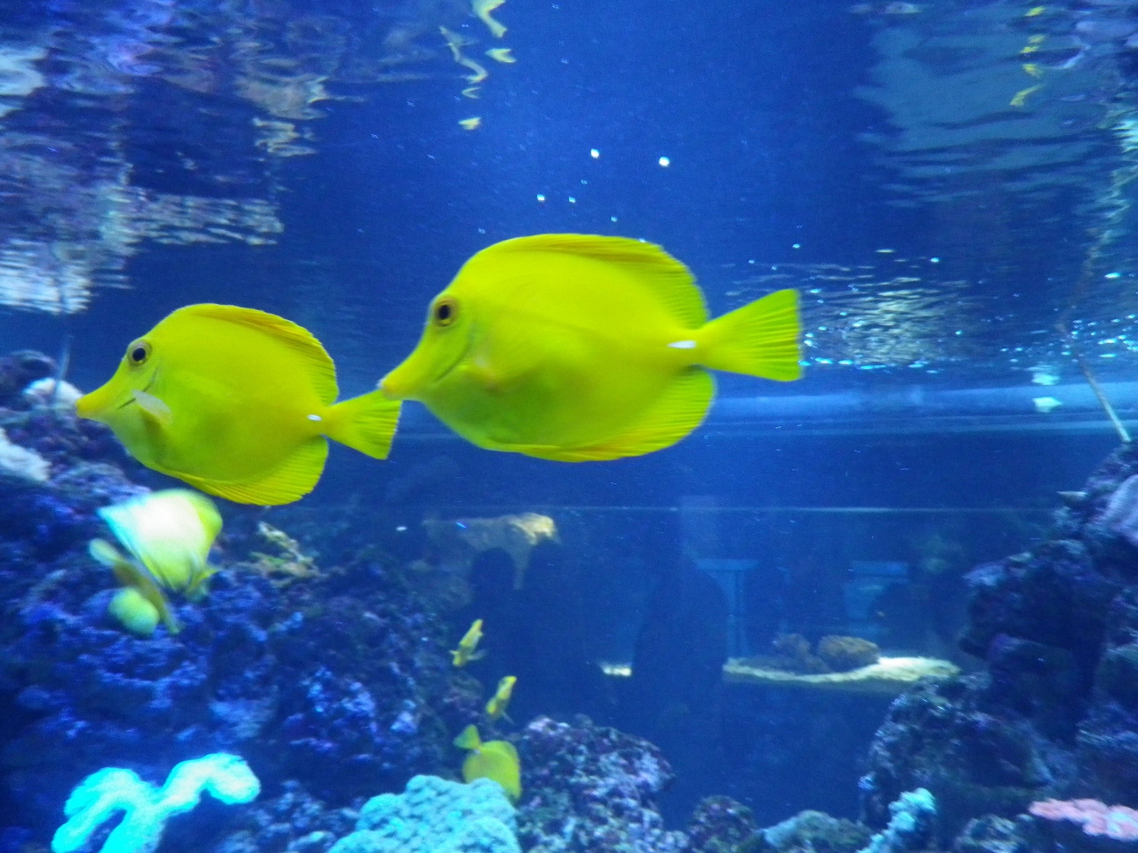 賑わっていました東京スカイツリータウンの すみだ水族館 浅草 東京 の旅行記 ブログ By タビガラスさん フォートラベル
