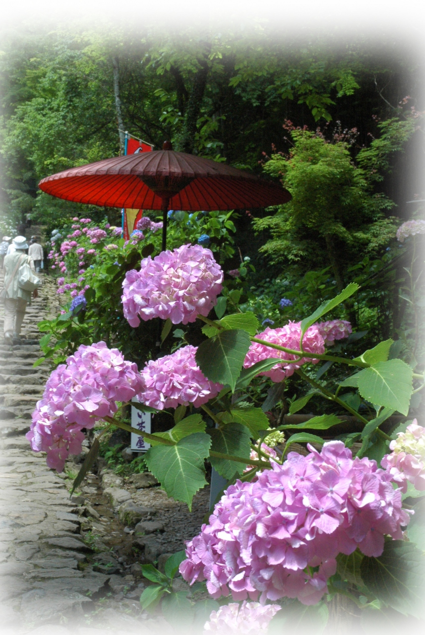 栃木路あじさい紀行 栃木 壬生 都賀 栃木県 の旅行記 ブログ By 玄白さん フォートラベル