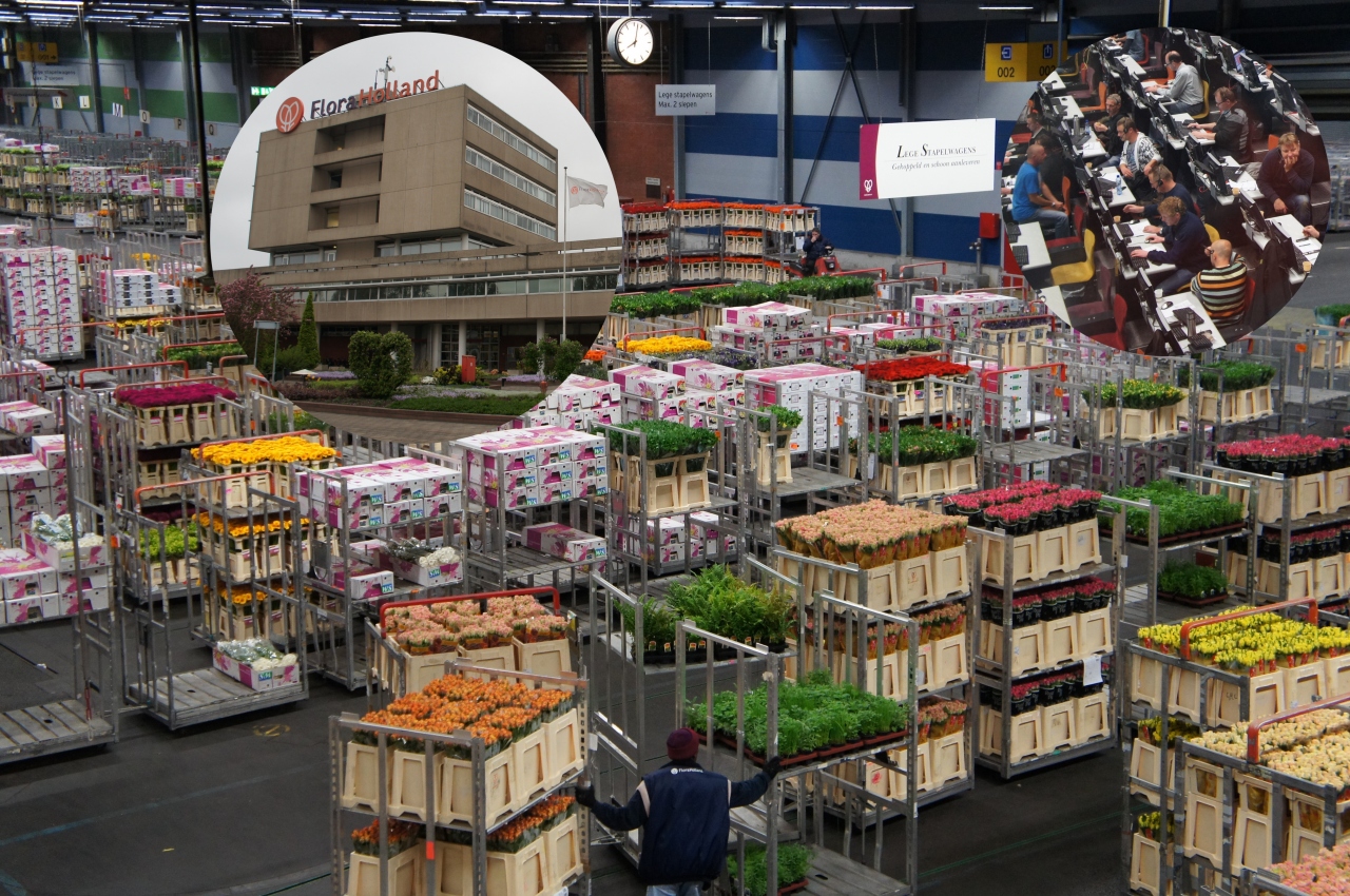 世界最大の花の取引所があるアルスメール アムステルダム オランダ の旅行記 ブログ By Piachanさん フォートラベル