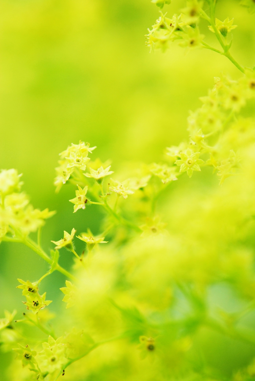 Japan マダムｇといく八ヶ岳薬用植物園 サントリー白州蒸留所 日野春ハーブガーデン ミツバチばあやの冒険 小淵沢 山梨県 の旅行記 ブログ By 唐辛子婆さん フォートラベル