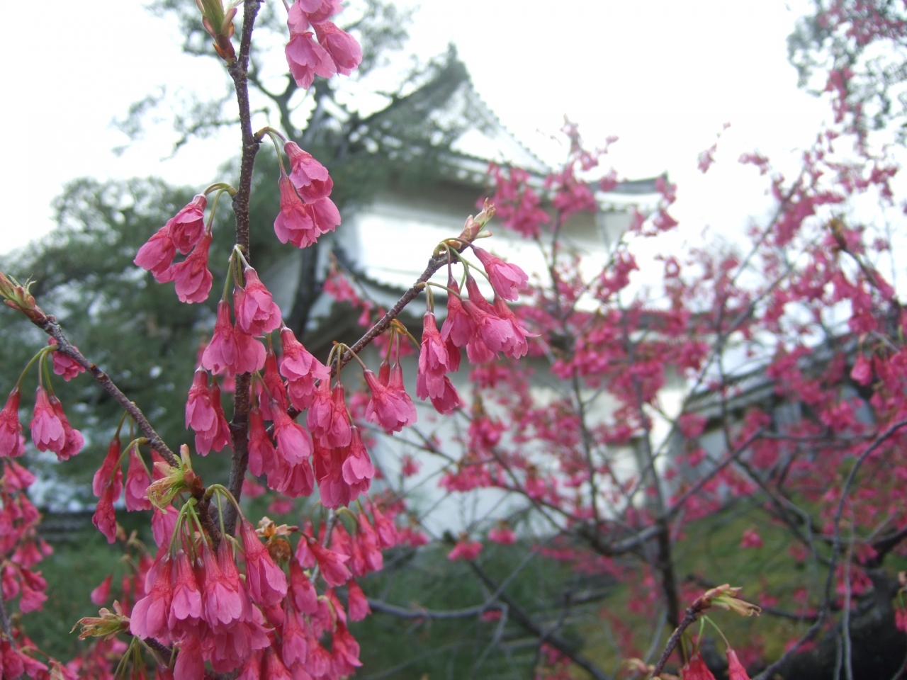12 3 31 二条城で梅見 二条 烏丸 河原町 京都 の旅行記 ブログ By Aliceさん フォートラベル