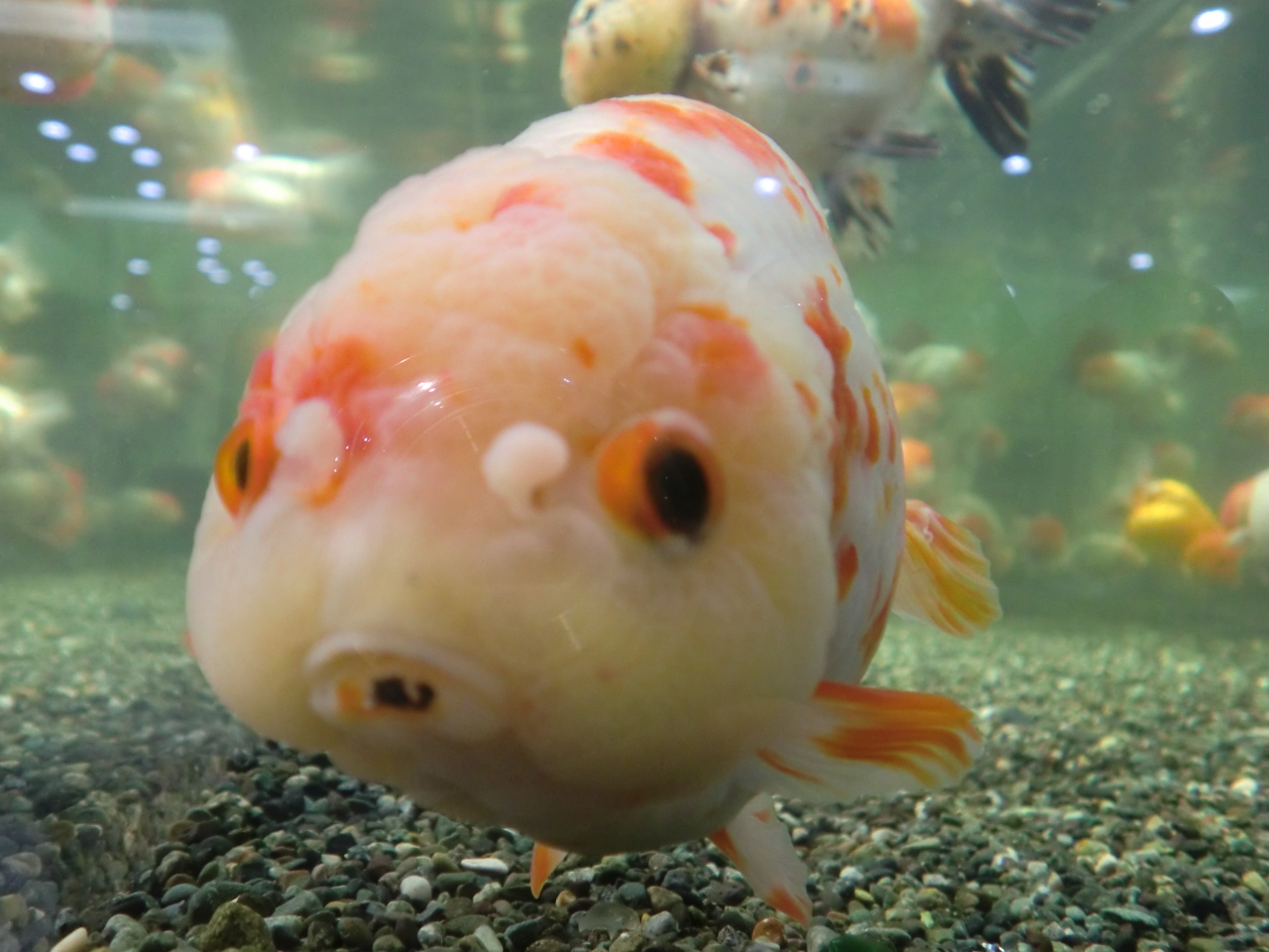 でっかい金魚 名古屋 愛知県 の旅行記 ブログ By みっちゃん１６３６さん フォートラベル