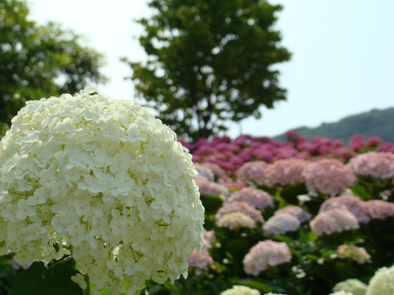 アジサイ 淡路島 国営明石海峡公園 初夏の花 淡路島 兵庫県 の旅行記 ブログ By もももりんさん フォートラベル アジサイ 淡路島 国営明石海峡公園 初夏の花 淡路島 兵庫県 の旅行記 ブログ By もももりんさん フォートラベル