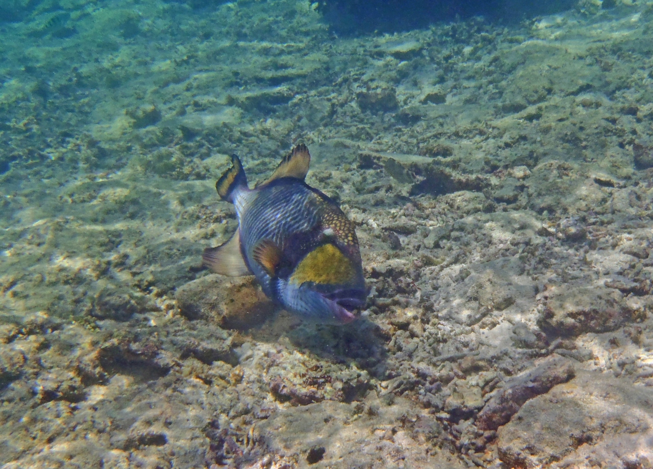 宮古島再訪１４ 吉野海岸２ 熱帯魚 宮古島 沖縄県 の旅行記 ブログ By キヌちちさん フォートラベル