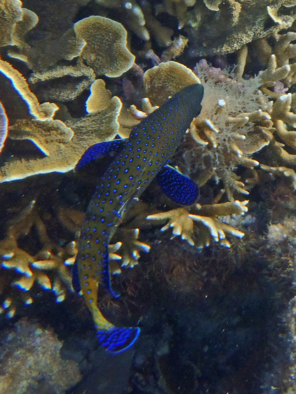 宮古島再訪１５ 吉野海岸３ 熱帯魚 宮古島 沖縄県 の旅行記 ブログ By キヌちちさん フォートラベル