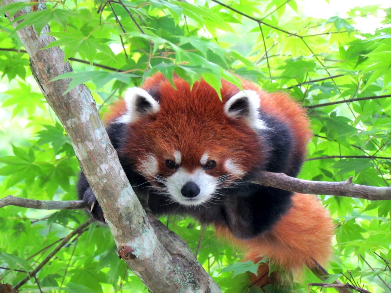 夏のレッサーパンダ紀行 ２ 釧路市動物園 羽村から美美君来園 レサパン トラ シロクマ カワウソ １時間の真剣勝負 釧路 北海道 の旅行記 ブログ By Jilllucaさん フォートラベル