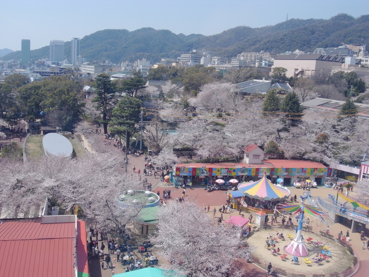 王子動物園へお花見に 御影 灘 兵庫県 の旅行記 ブログ By 火村aさん フォートラベル 王子動物園へお花見に 御影 灘 兵庫県 の旅行記 ブログ By 火村aさん フォートラベル