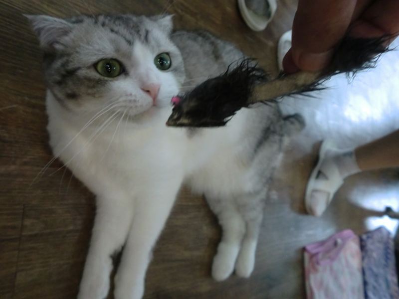 ソウルの猫カフェ１ ソウル 韓国 の旅行記 ブログ By みっちゃん１６３６さん フォートラベル