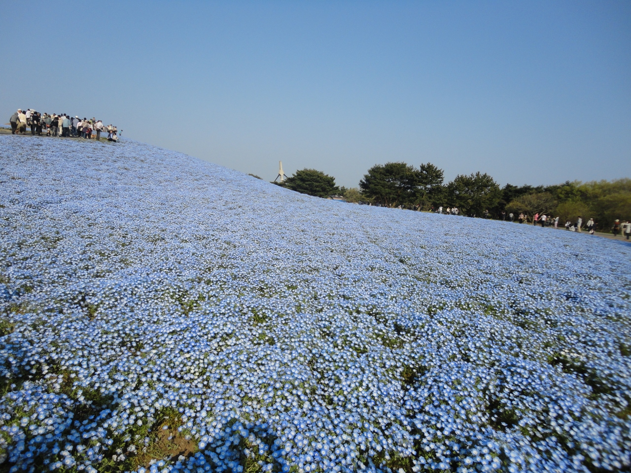 茨城 Gwのひたち海浜公園旅行 ネモフィラ畑に癒される 10 5 2 5 3 茨城県の旅行記 ブログ By ゆあ さん フォートラベル