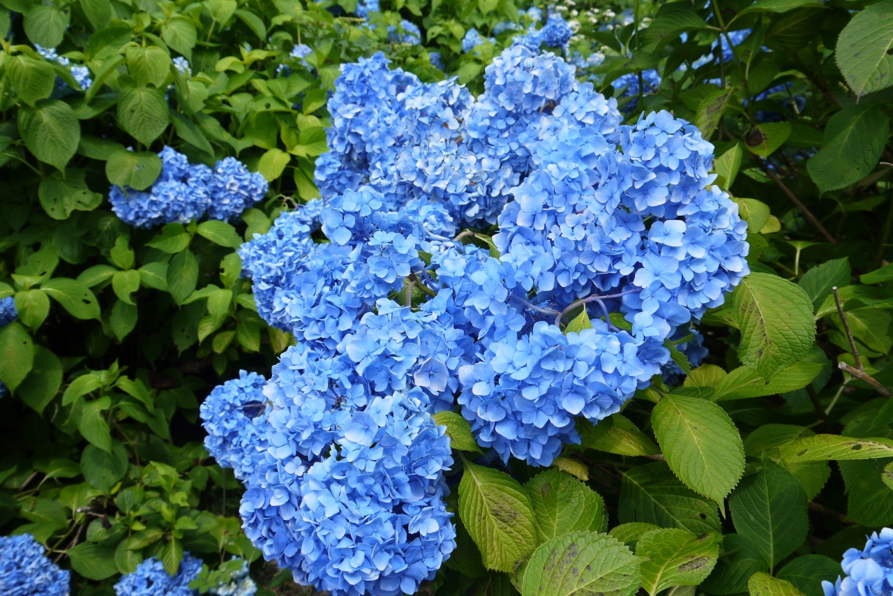 あじさい祭り 飯綱高原 長野県 の旅行記 ブログ By Myokosanさん フォートラベル