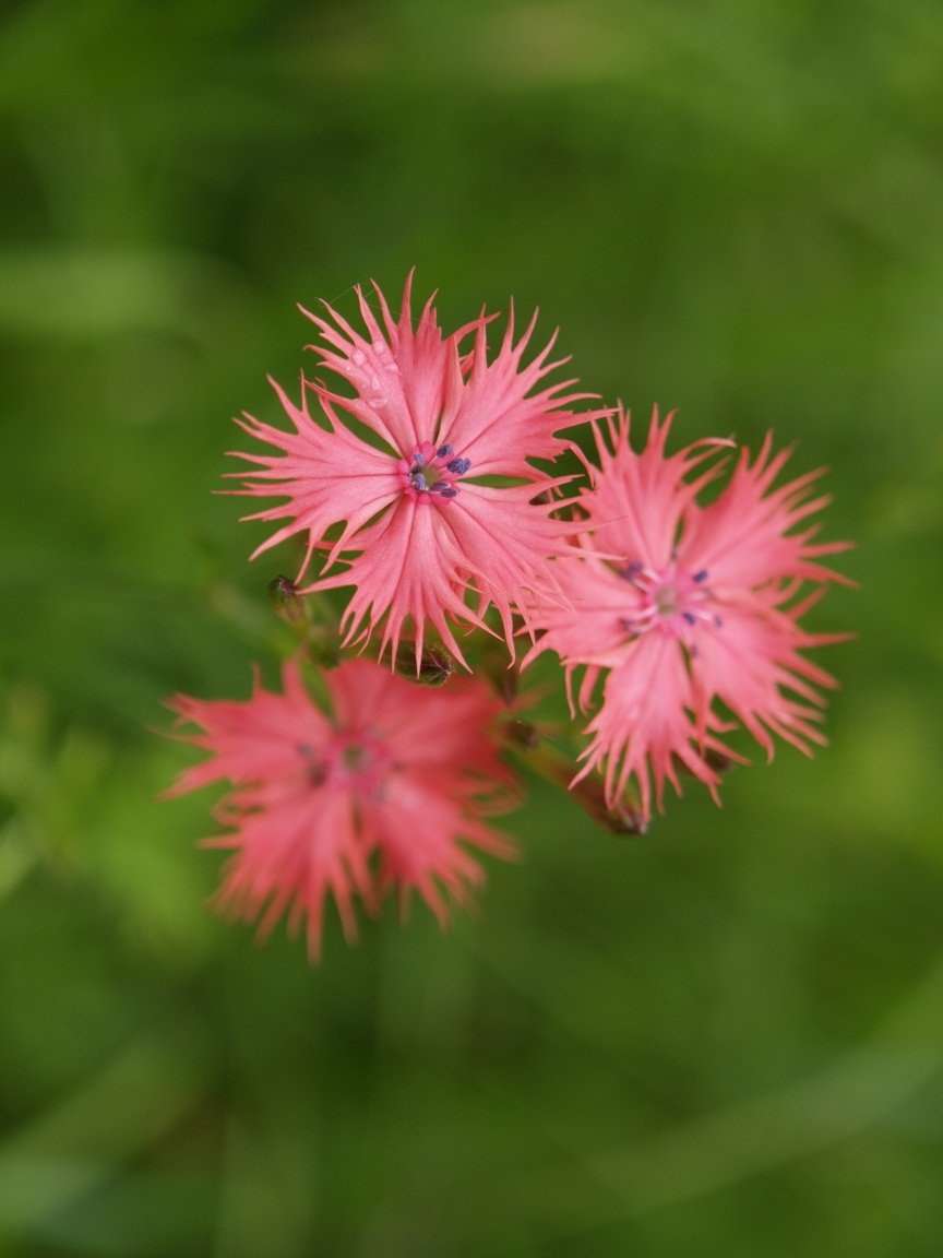 西の尾瀬 鯉が窪湿原に咲く花 新見 岡山県 の旅行記 ブログ By Gotochanさん フォートラベル
