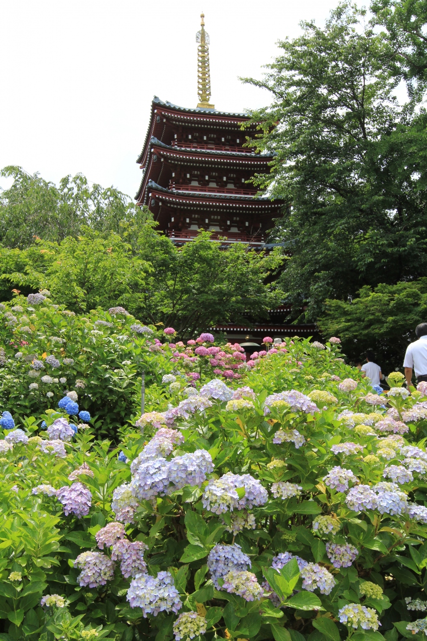 野田 松戸 船橋ぐるり旅 3 梅雨晴れの紫陽花回廊を散策 本土寺 松戸 千葉県 の旅行記 ブログ By でかドラさん フォートラベル