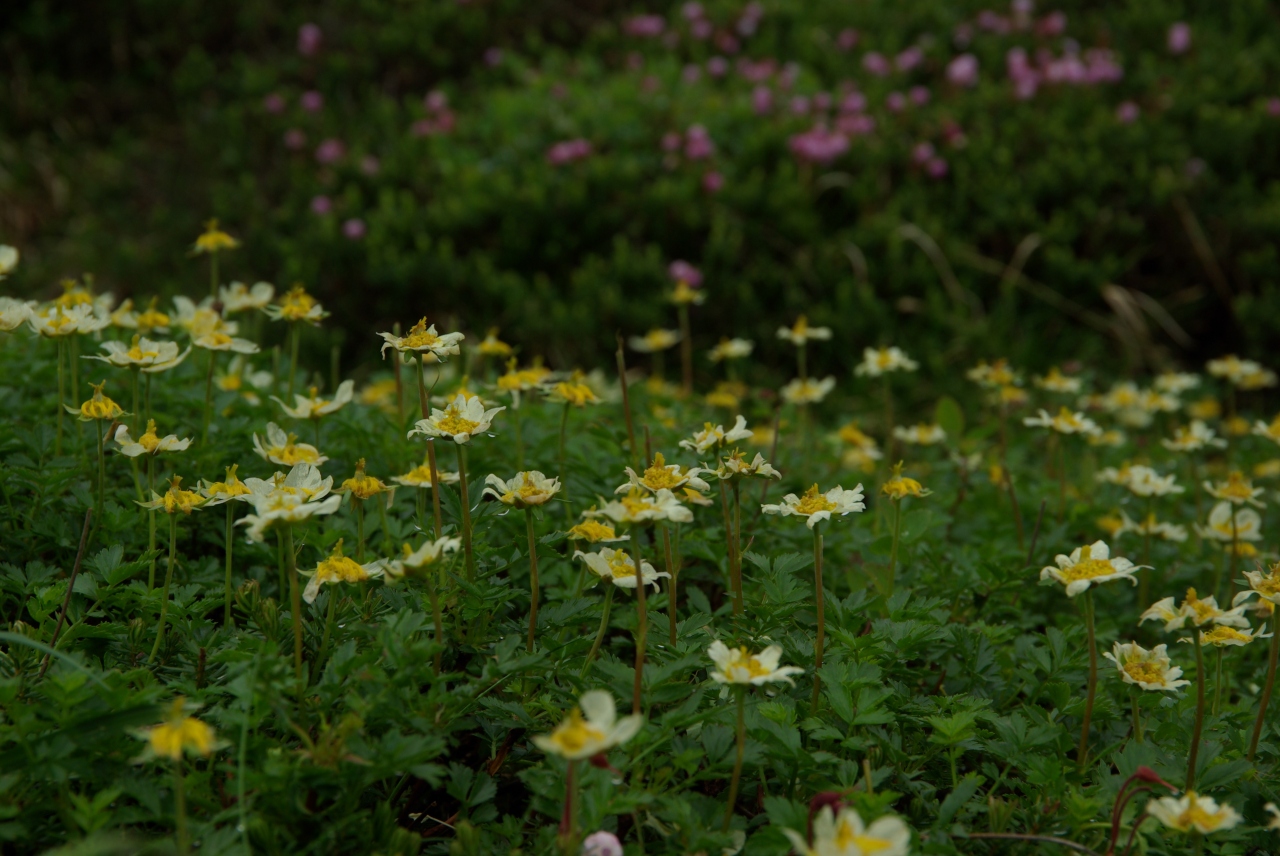 変身 雨竜沼湿原がチングルマのお花畑に そして藻岩山夜景がススキノ居酒屋に 超ニアミスも発生 北海道の旅行記 ブログ By はなかみno王子さん フォートラベル 変身 雨竜沼湿原がチングルマのお花畑に そして藻岩山夜景がススキノ居酒屋に 超ニアミスも発生 北海道の旅行記 ブログ By はなかみno王子さん フォートラベル