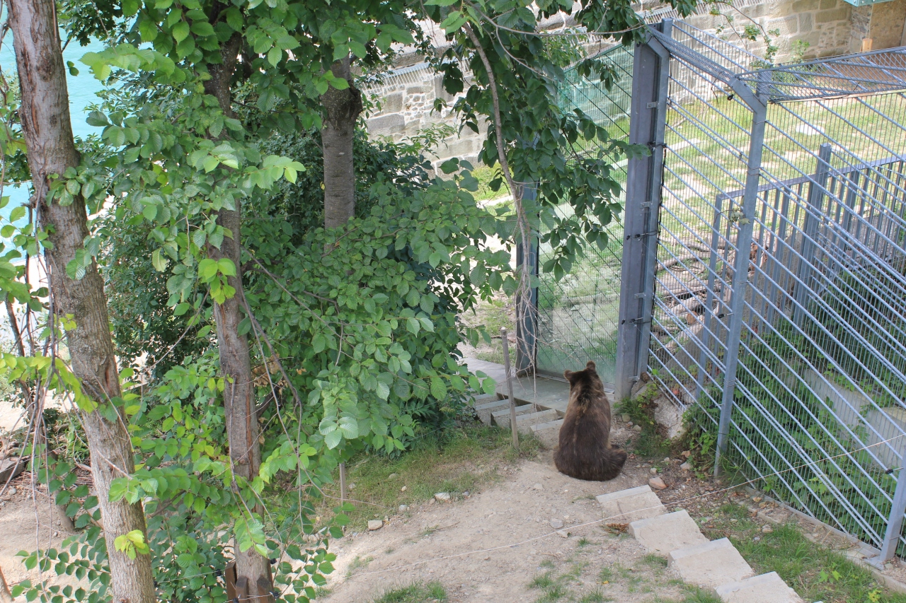 ベルン 熊公園 ベルン スイス の旅行記 ブログ By 手づくりジャムもとさん フォートラベル ベルン 熊公園 ベルン スイス の旅行記 ブログ By 手づくりジャムもとさん フォートラベル
