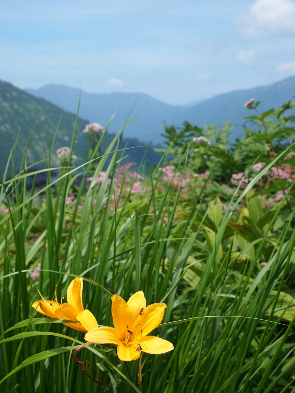 盛夏の季節 上毛高原に避暑の旅へ 1 谷川岳天神平天空散歩 谷川温泉 湯桧曽温泉 群馬県 の旅行記 ブログ By 紅い翼さん フォートラベル 盛夏の季節 上毛高原に避暑の旅へ 1 谷川岳天神平天空散歩 谷川温泉 湯桧曽温泉 群馬県 の旅行記 ブログ By 紅い翼さん フォートラベル