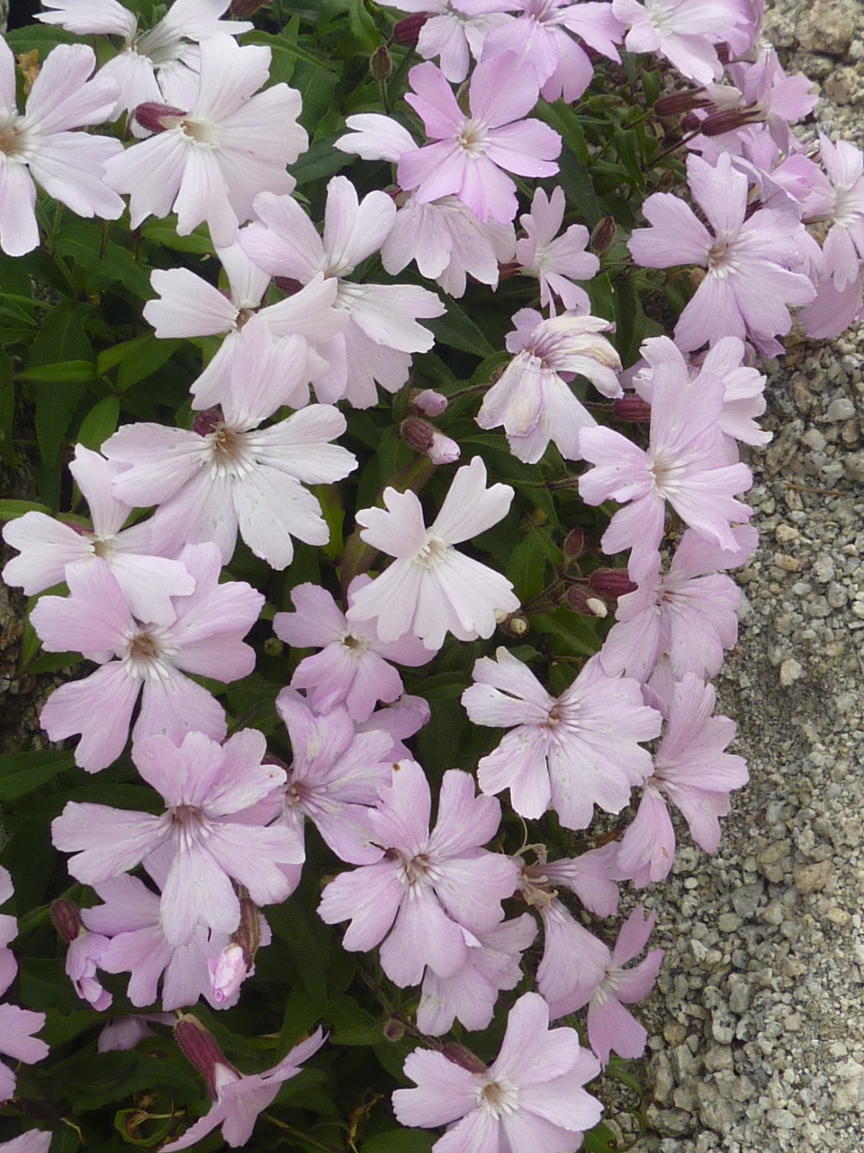 タカネビランジ咲く鳳凰三山 花の山旅 出会ったお花たち 韮崎 山梨県 の旅行記 ブログ By みちるさん フォートラベル タカネビランジ咲く鳳凰三山 花の山旅 出会ったお花たち 韮崎 山梨県 の旅行記 ブログ By みちるさん フォートラベル