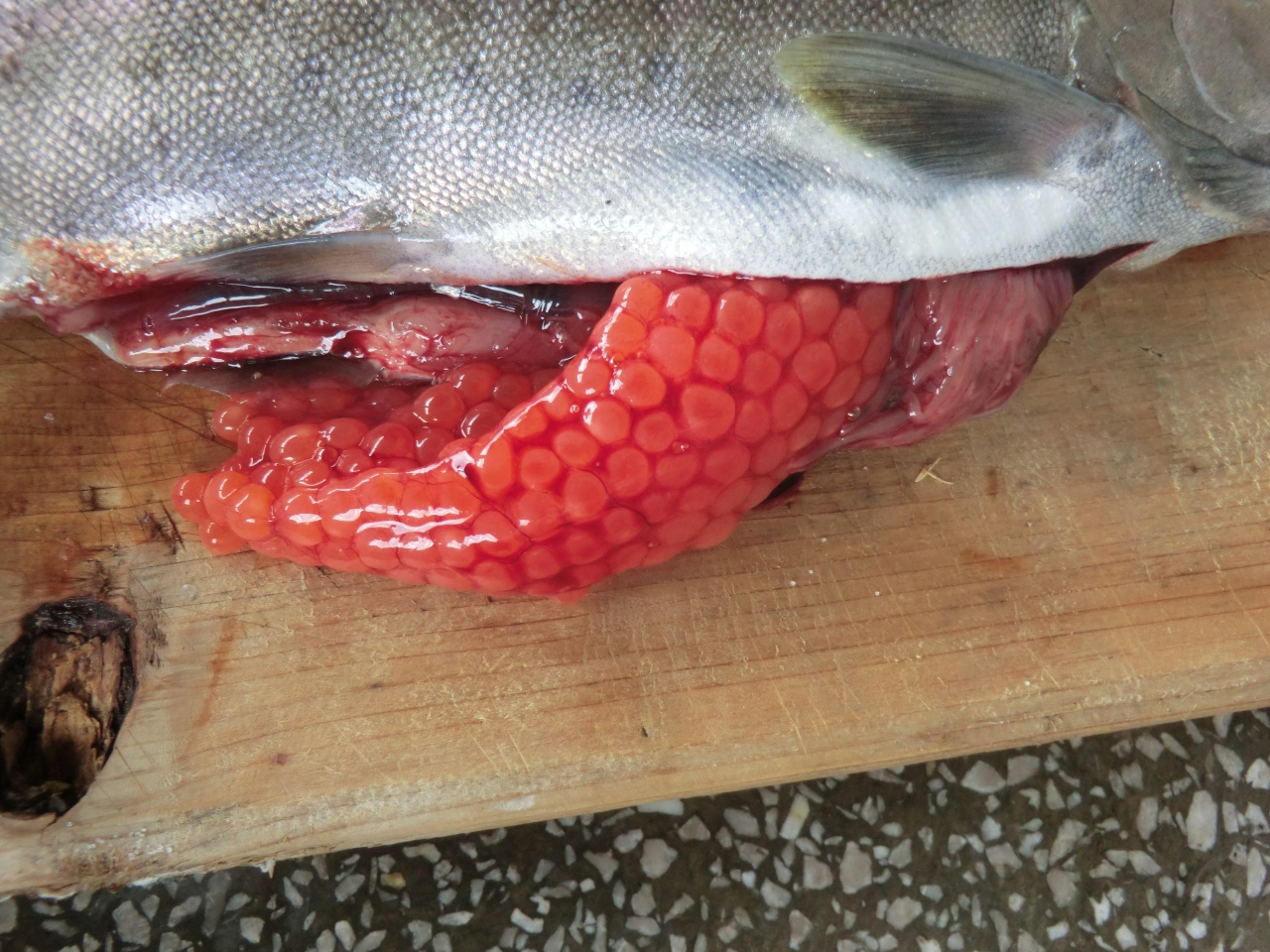 暑い夏は涼しい北海道で魚釣り 幻の桜マス釣り上げる 旭川 北海道 の旅行記 ブログ By Shima77さん フォートラベル