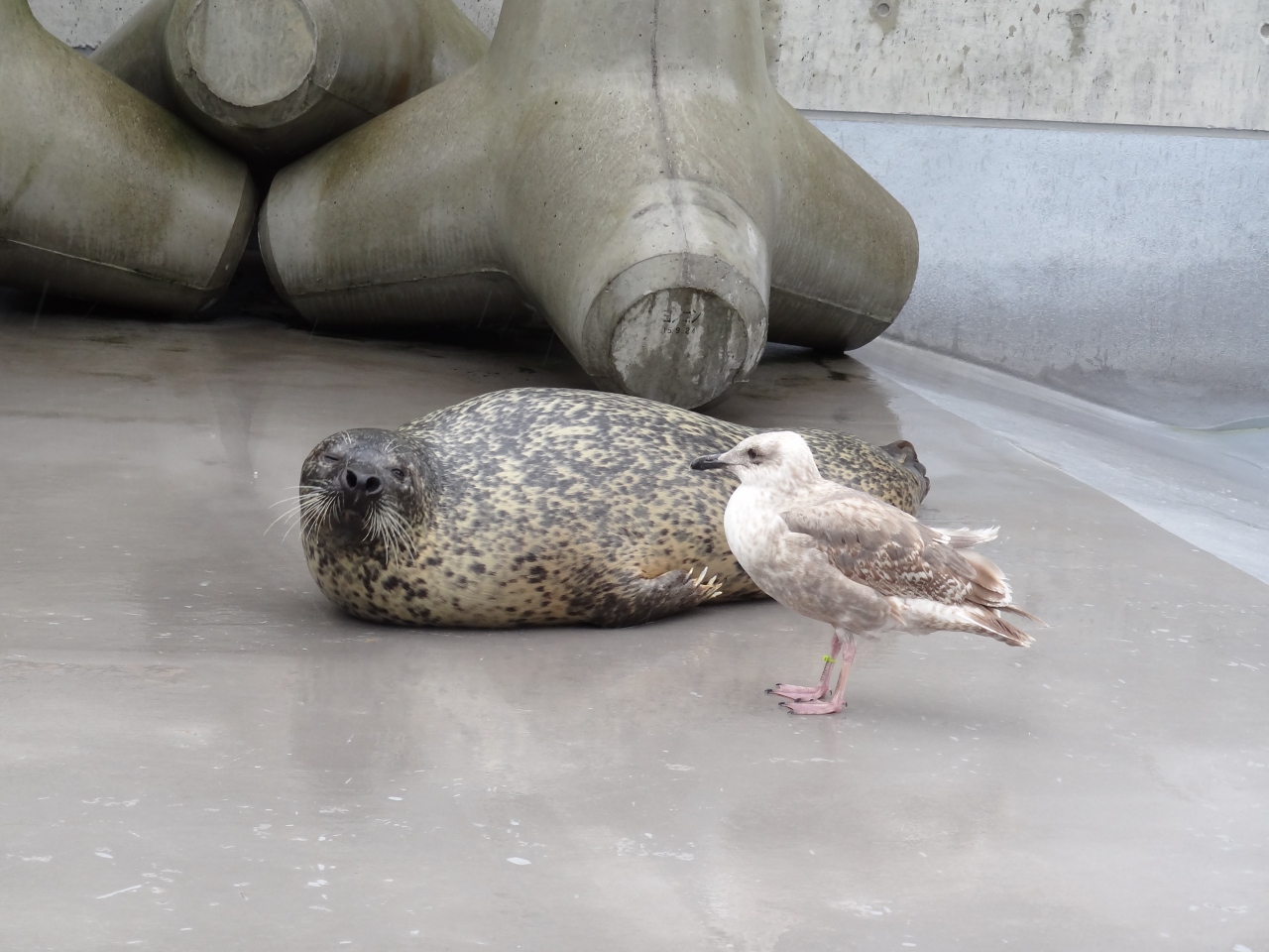 ２０１２夏休み 札幌 旭川周辺の旅 Vol 4 雨時々曇りの旭山動物園編 旭川 北海道 の旅行記 ブログ By さや犬さん フォートラベル