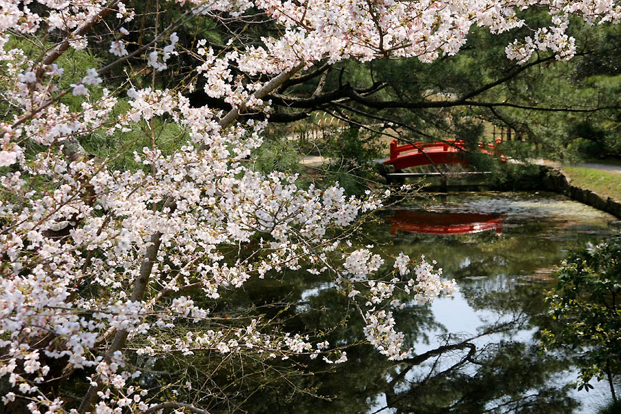 桜咲く瀬戸内へ その1 玉藻公園と栗林公園 高松 香川県 の旅行記 ブログ By かずおさん フォートラベル