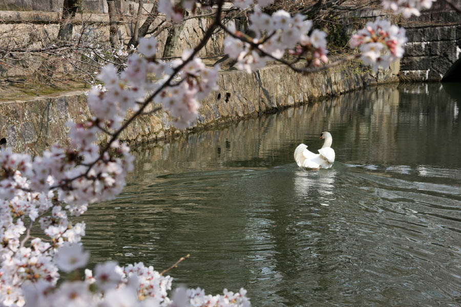 桜咲く瀬戸内へ その2 倉敷美観地区 倉敷 岡山県 の旅行記 ブログ By かずおさん フォートラベル