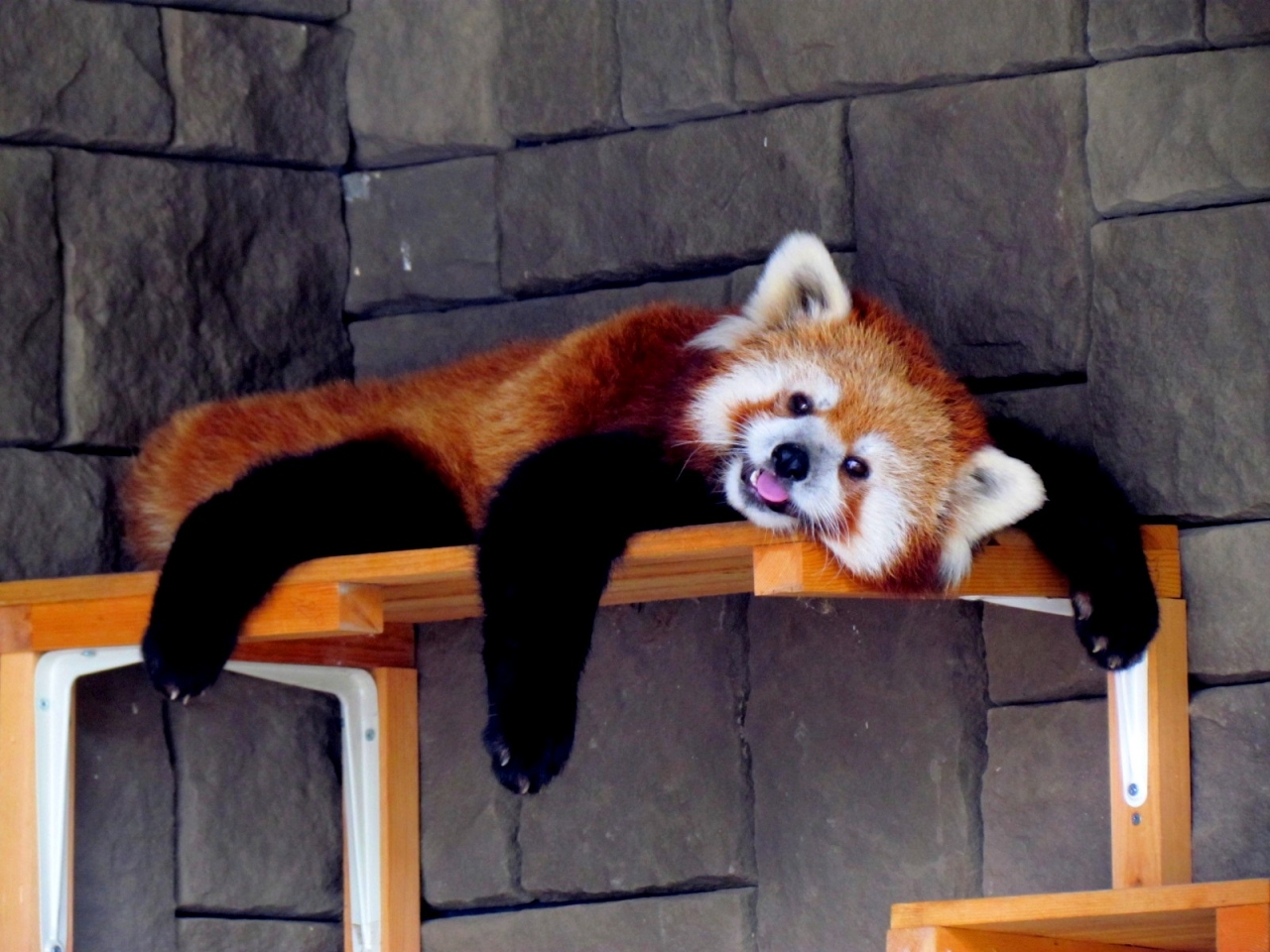 浜松 市 動物園