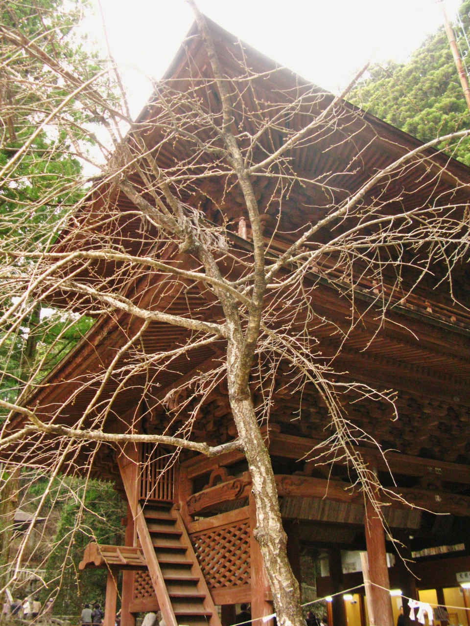 光前寺に参詣 杉の巨木 早太郎の墓 ヒカリ苔 しだれ桜はまだ蕾 駒ヶ根 長野県 の旅行記 ブログ By マキタン２さん フォートラベル