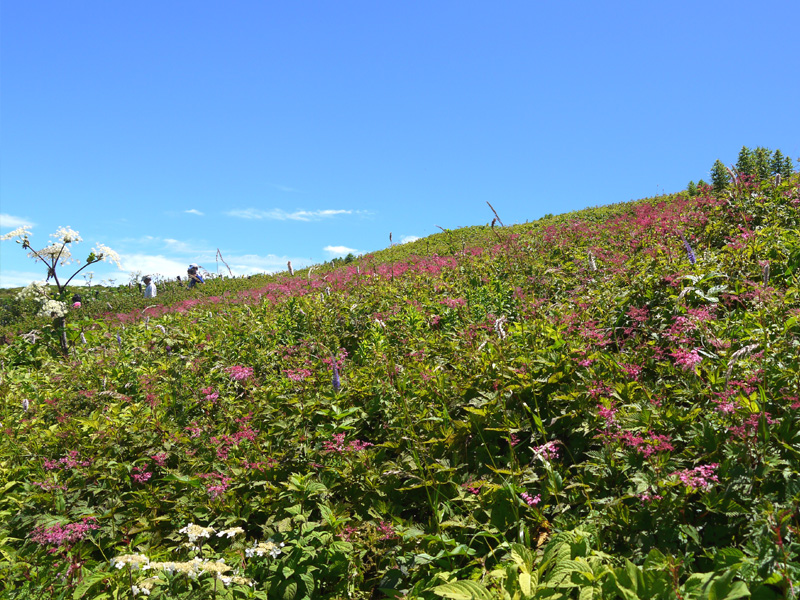 伊吹山のお花畑 米原 滋賀県 の旅行記 ブログ By るりさん フォートラベル