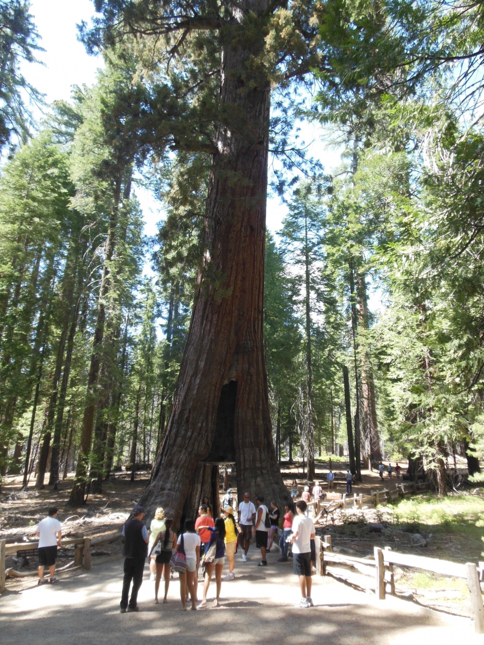 個人手配 2012年初夏夫婦で行く米国西海岸 国立公園旅行17 マリポサグローブ編 ヨセミテ国立公園周辺 アメリカ の旅行記 ブログ By 無知無謀さん フォートラベル 個人手配 2012年初夏夫婦で行く米国西海岸 国立公園旅行17 マリポサグローブ編 ヨセミテ国立公園周辺 アメリカ の旅行記 ブログ By 無知無謀さん フォートラベル