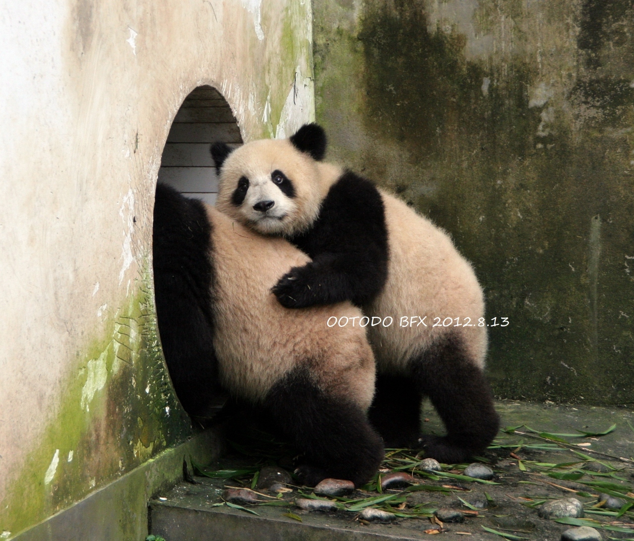 中国四川省とタイチェンマイのパンダちゃんを訪ねて 全体 12 8 10 8 チェンマイ タイ の旅行記 ブログ By とどちゃん さん フォートラベル