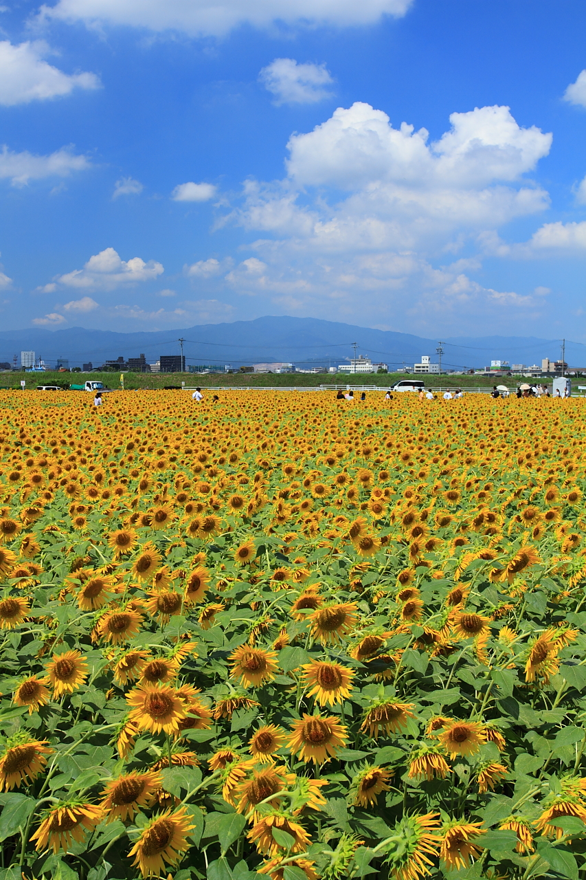 岐阜 大垣と羽島のひまわり畑 大垣 岐阜県 の旅行記 ブログ By ふーさん フォートラベル