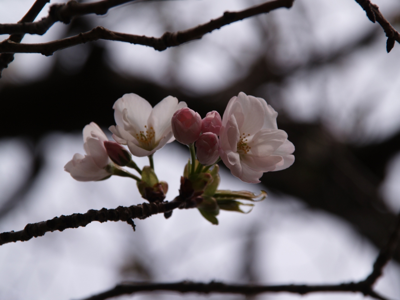 鎌倉極楽寺の桜 10年 鎌倉 神奈川県 の旅行記 ブログ By ドクターキムルさん フォートラベル