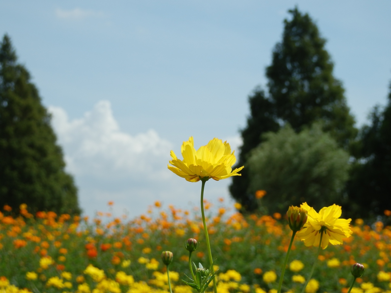 １か月ぶりに撮りにいったお花は キバナコスモスだ 柏 流山 千葉県 の旅行記 ブログ By こあひるさん フォートラベル