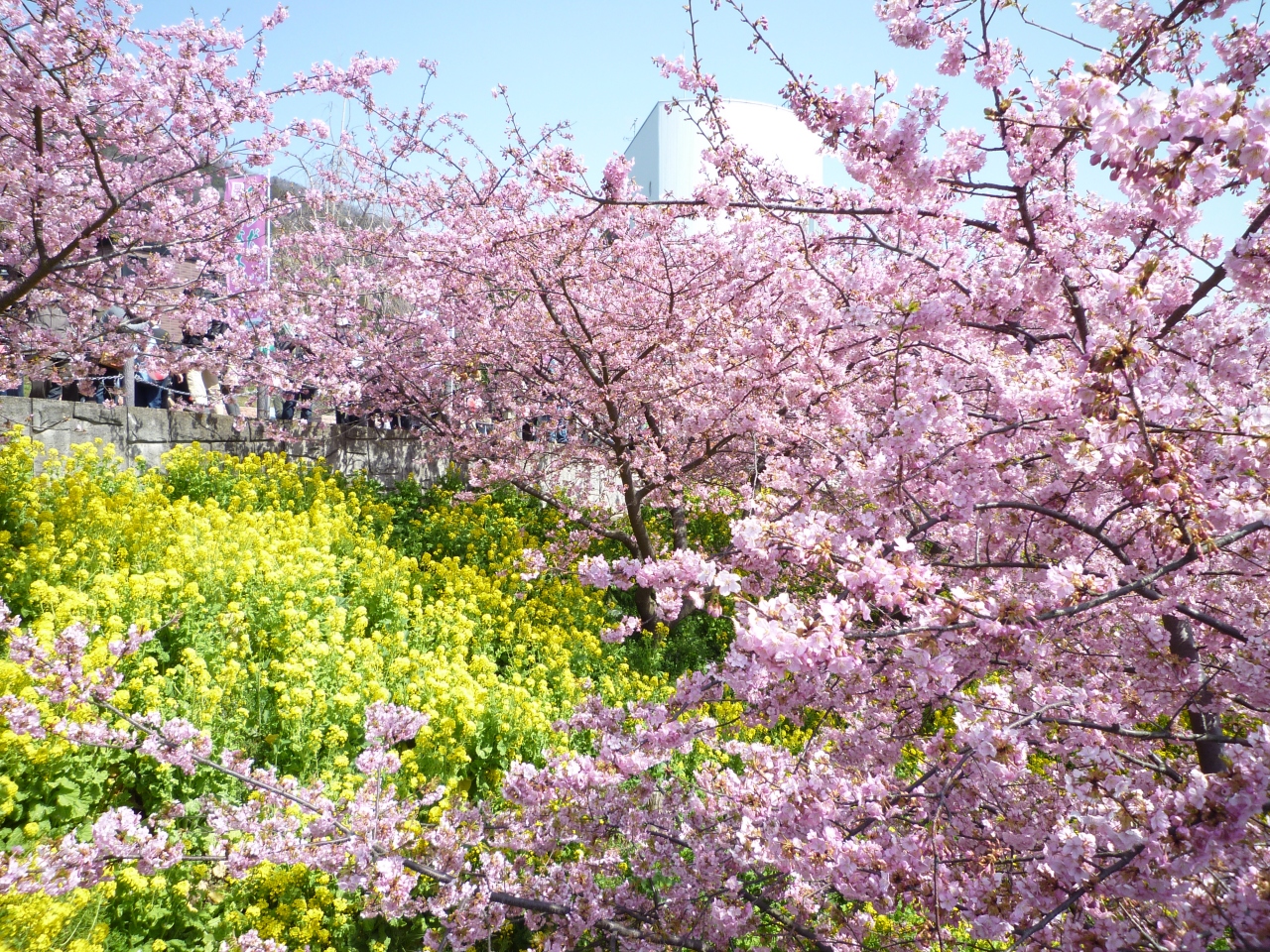 松田町 まつだ桜まつり 12 秦野 松田 足柄 神奈川県 の旅行記 ブログ By どんとこい さん フォートラベル 松田町 まつだ桜まつり 12 秦野 松田 足柄 神奈川県 の旅行記 ブログ By どんとこい さん フォートラベル