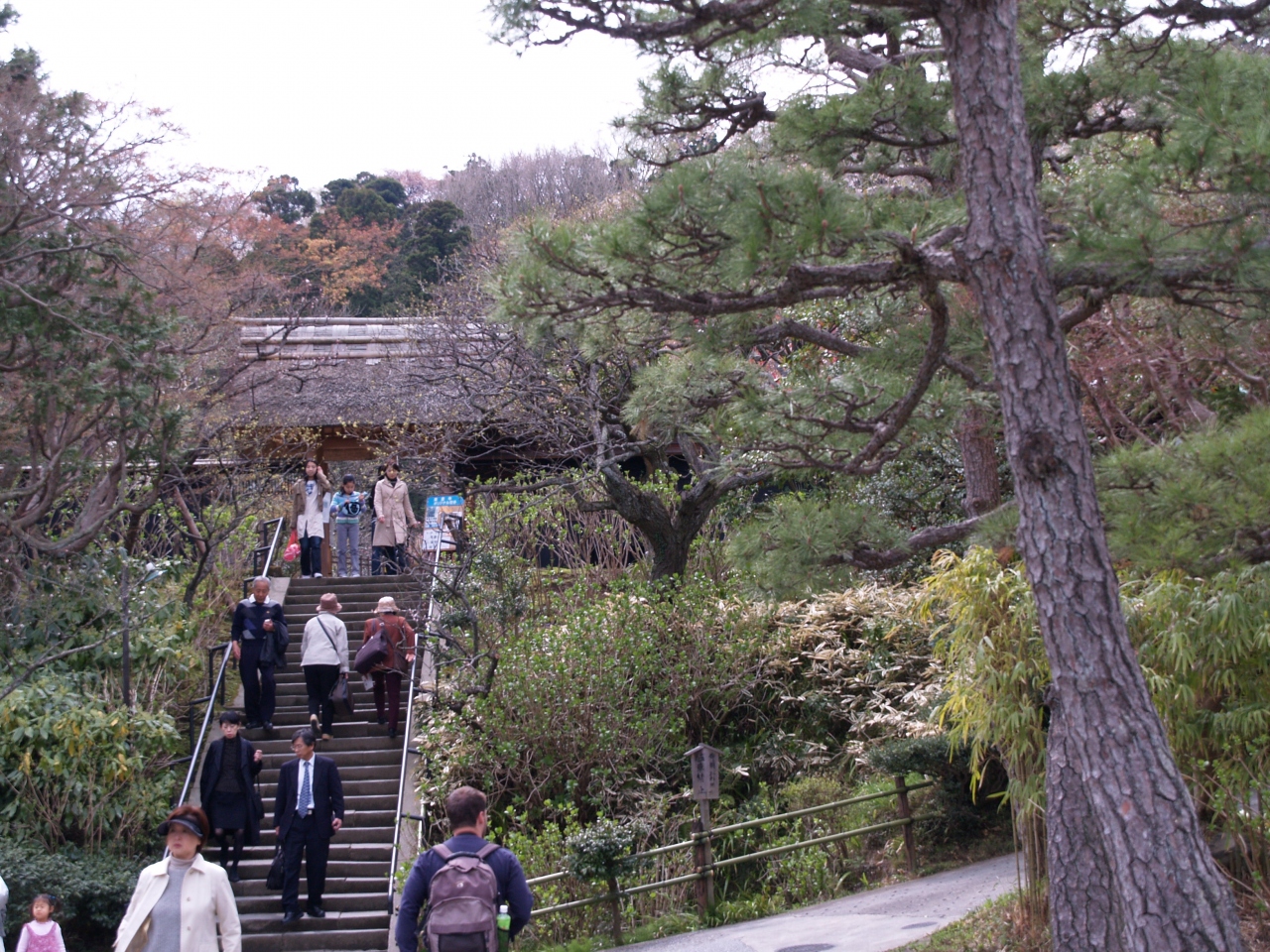 北鎌倉東慶寺 08年桜の頃 鎌倉 神奈川県 の旅行記 ブログ By ドクターキムルさん フォートラベル