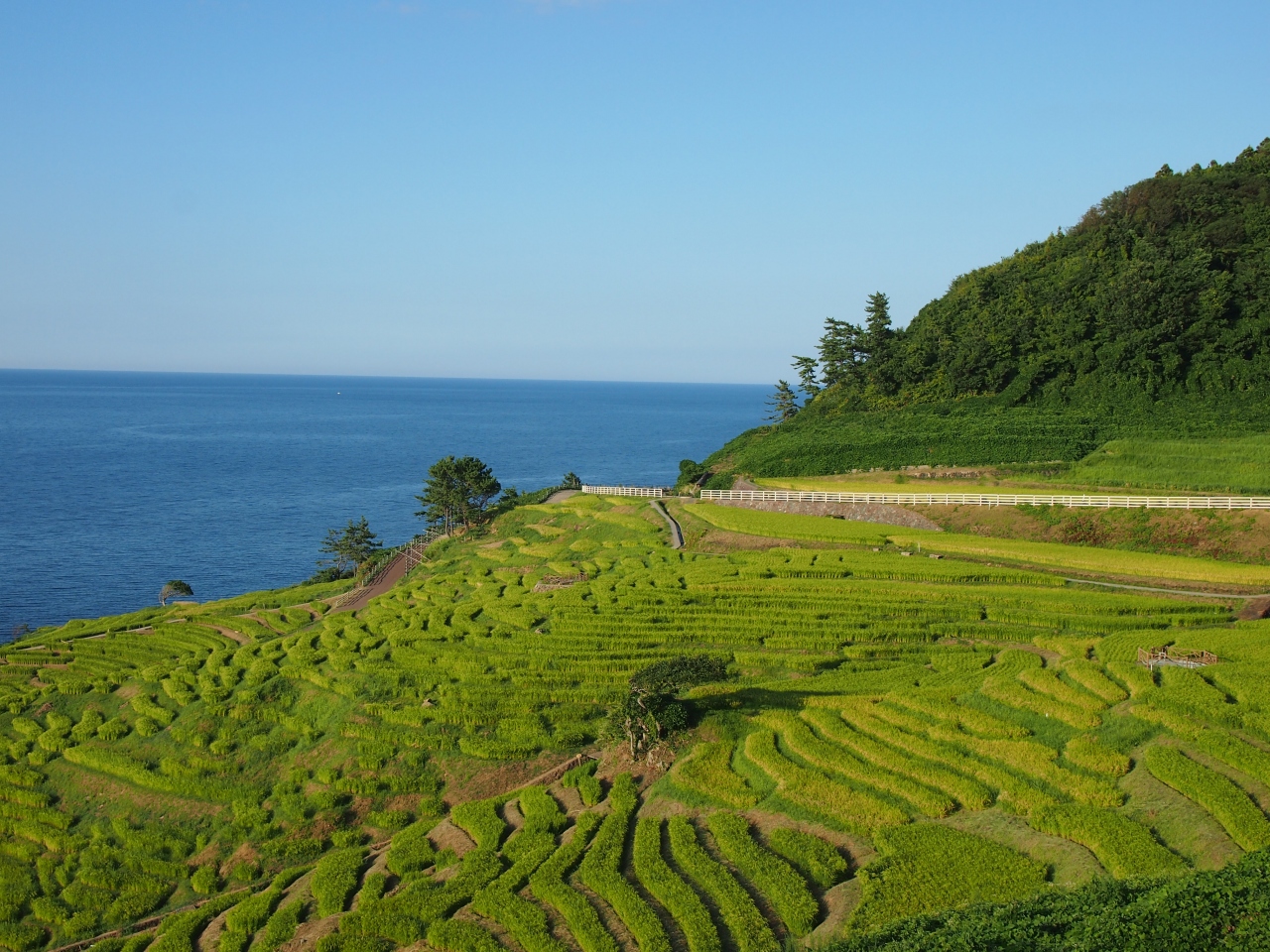 輪島 白米千枚田とねぶた温泉能登の庄 その湯 化粧水のごとし 北陸 夏旅２ 輪島 石川県 の旅行記 ブログ By Momotaさん フォートラベル