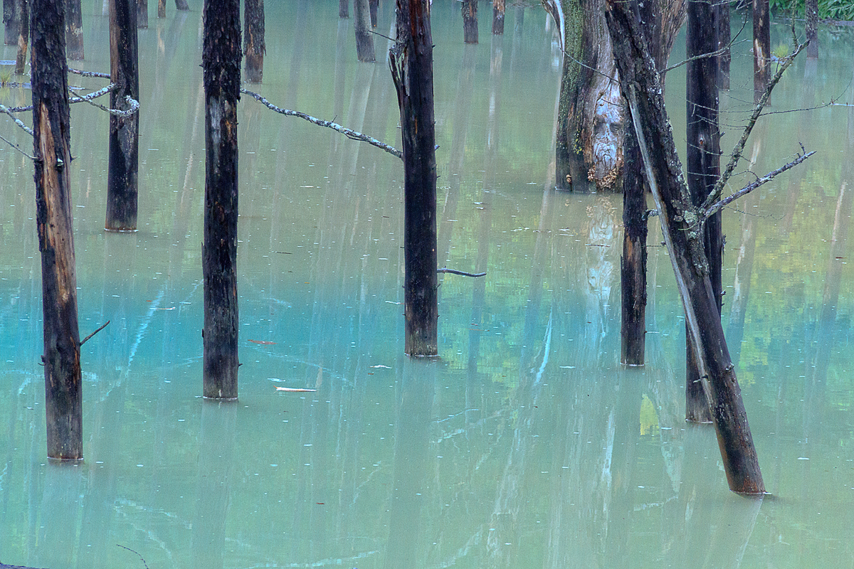 美瑛 雨の青い池 美瑛 びえい 北海道 の旅行記 ブログ By N Arakiさん フォートラベル