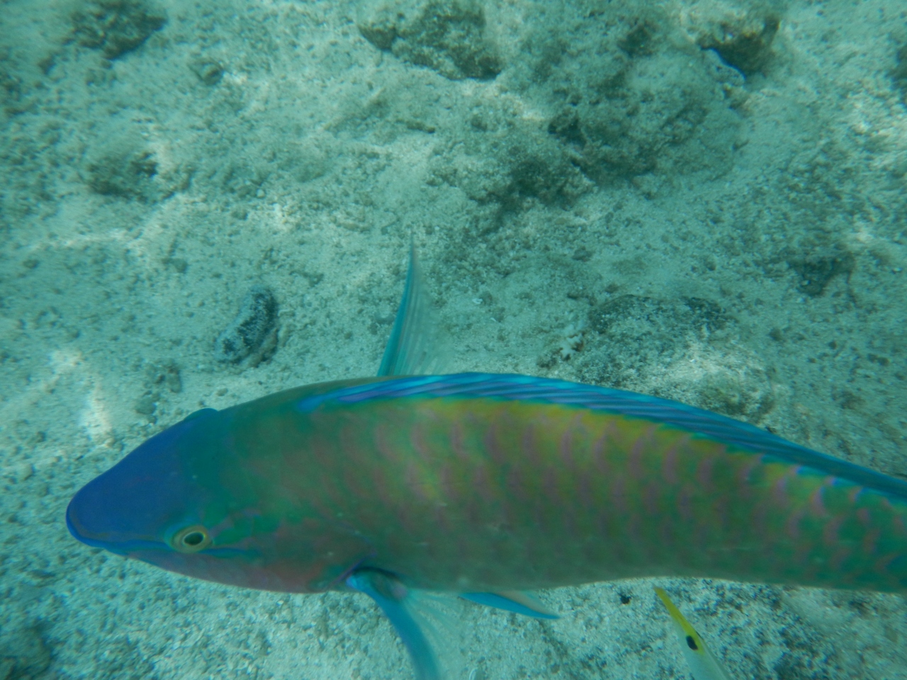 マニャガハ島はお魚パラダイスでした サイパン 北マリアナ諸島 の旅行記 ブログ By Mycolorさん フォートラベル