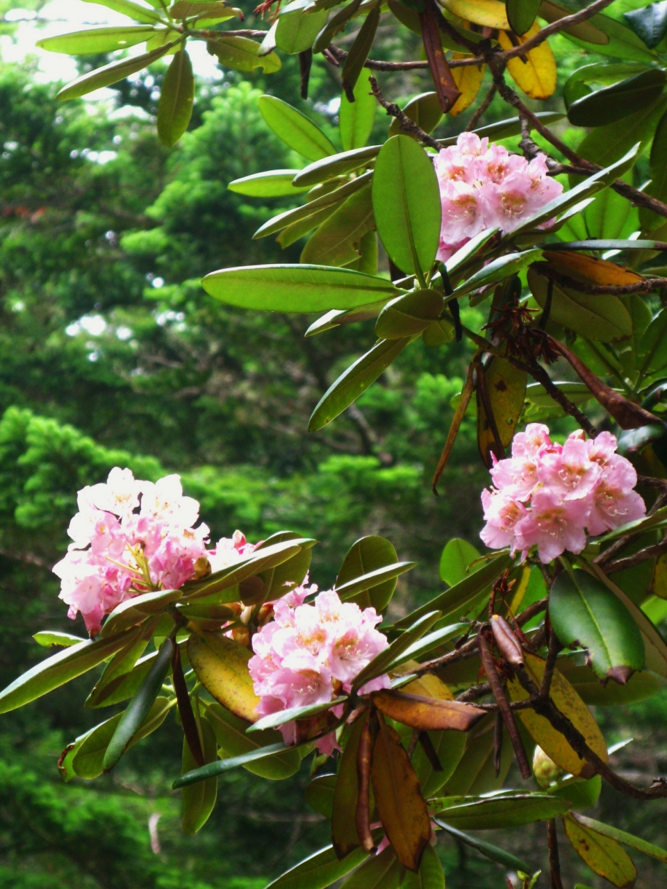 富士山 1 スバルライン樹海台 五合目 ある歩 シャクナゲの花盛りに 富士五湖 山梨県 の旅行記 ブログ By マキタン2さん フォートラベル 富士山 1 スバルライン樹海台 五合目 ある歩 シャクナゲの花盛りに 富士五湖 山梨県 の旅行記 ブログ By マキタン2さん フォートラベル