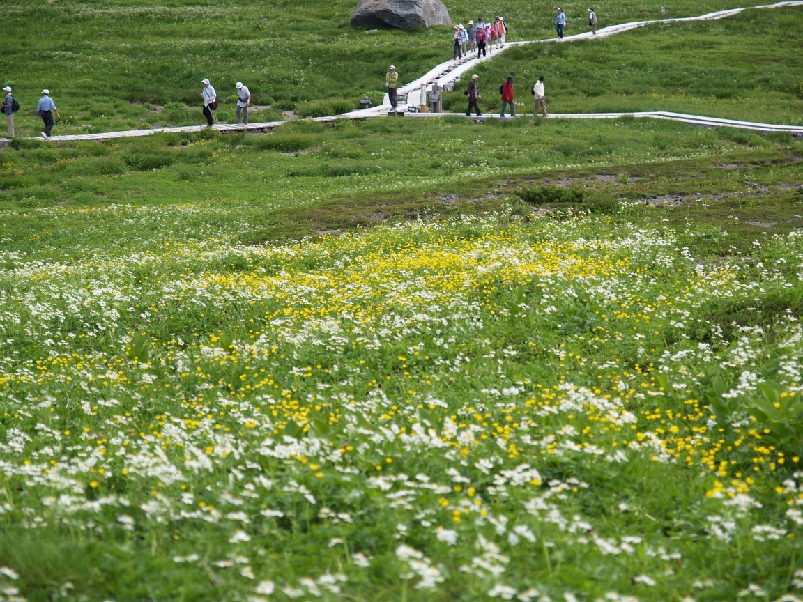 12夏 上高地 乗鞍の旅 ７ 乗鞍畳平お花畑めぐり 乗鞍 長野県 の旅行記 ブログ By Gotochanさん フォートラベル