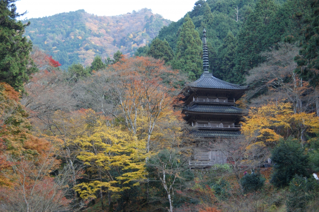 関西花の寺めぐり 9 11月 奈良市 奈良県 の旅行記 ブログ By Naniwa Ladyさん フォートラベル 関西花の寺めぐり 9 11月 奈良市 奈良県 の旅行記 ブログ By Naniwa Ladyさん フォートラベル