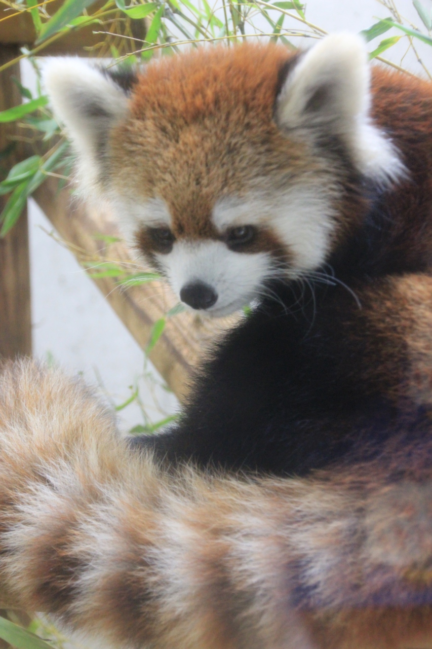 台風が来る前に 埼玉こども動物自然公園へgo 後編 この子たちに会いたくて マヌルネコの赤ちゃんと癒しのレッサーパンダたち 東松山 埼玉県 の旅行記 ブログ By まみさん フォートラベル