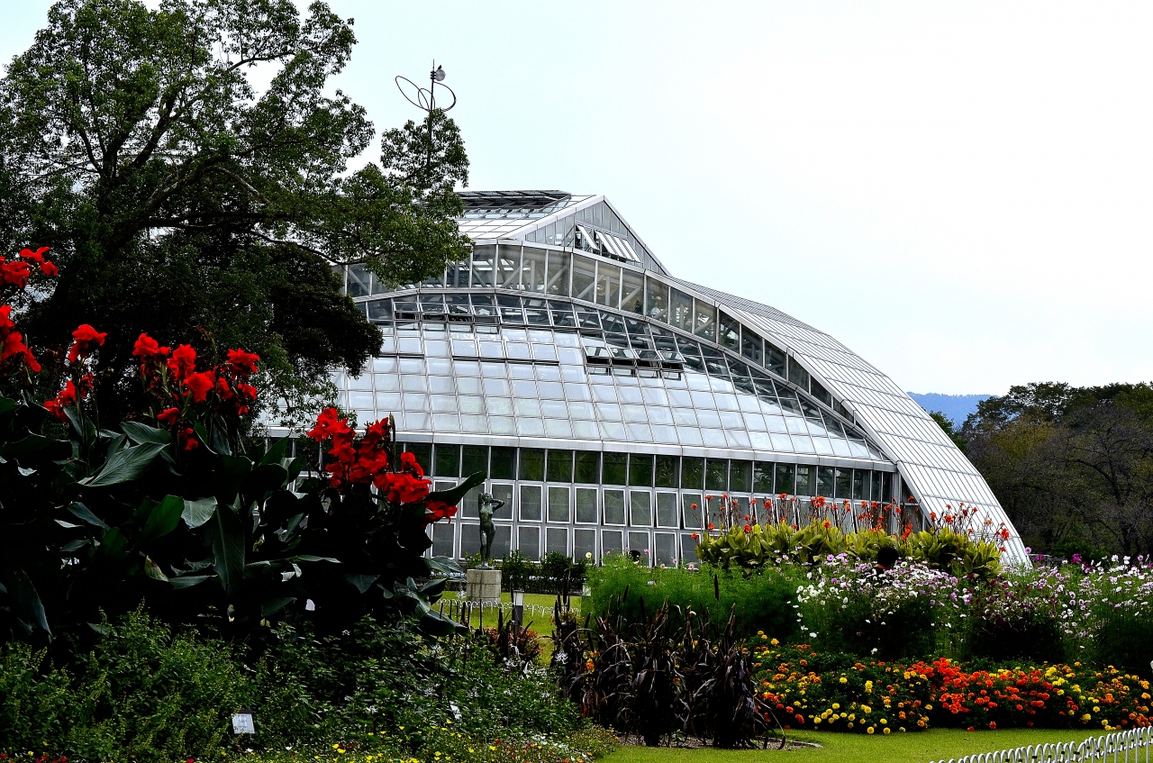 桐葉知秋 京都府立植物園散策紀行 後編 今出川 北大路 北野 京都 の旅行記 ブログ By Montsaintmichelさん フォートラベル 桐葉知秋 京都府立植物園散策紀行 後編 今出川 北大路 北野 京都 の旅行記 ブログ By Montsaintmichelさん フォートラベル