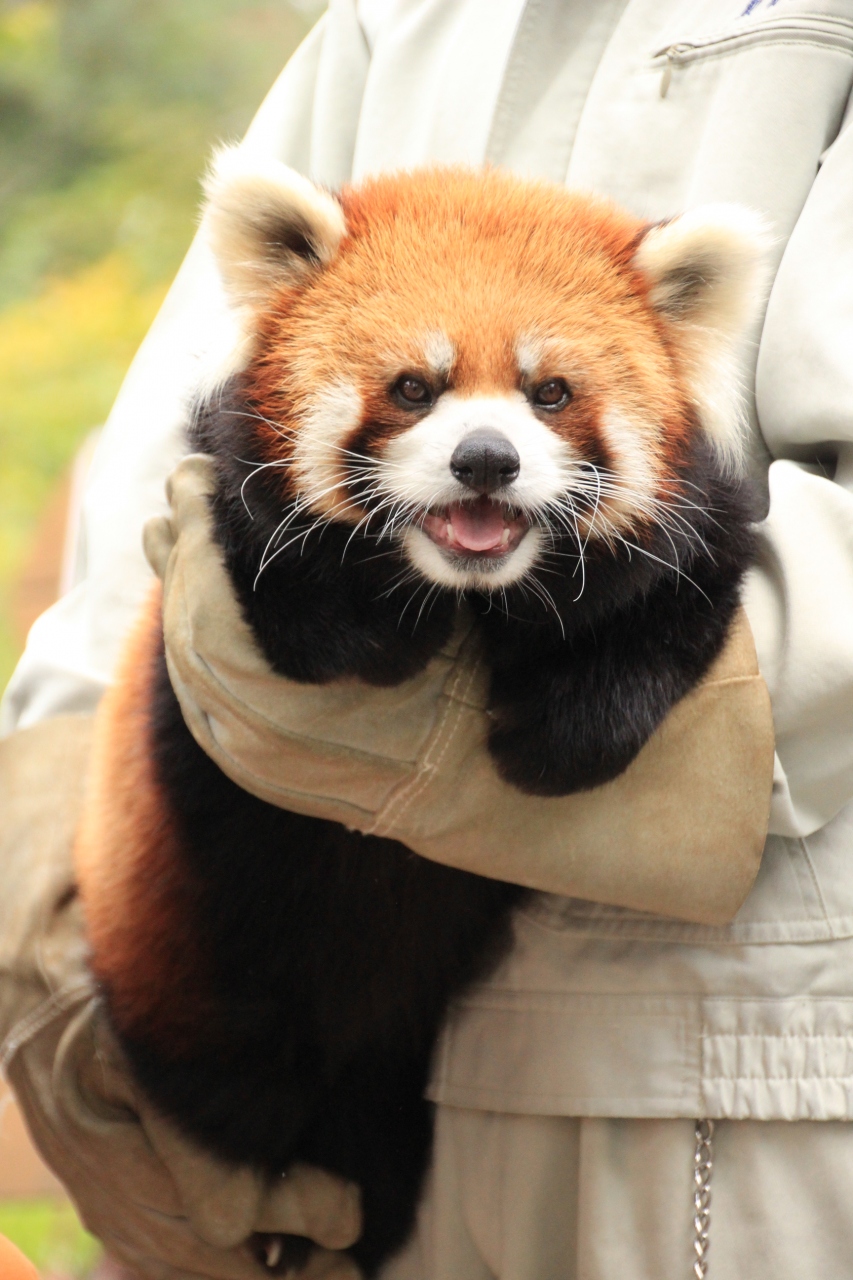 長野新幹線に乗って茶臼山動物園までレッサーパンダの赤ちゃん詣 3 屋内の元気っ子モモちゃんシンゲン君と満面の笑顔のお散歩ロン君 篠ノ井 長野県 の旅行記 ブログ By まみさん フォートラベル 長野新幹線に乗って茶臼山動物園までレッサーパンダの赤ちゃん詣 3 屋内の元気っ子モモちゃんシンゲン君と満面の笑顔のお散歩ロン君 篠ノ井 長野県 の旅行記 ブログ By まみさん フォートラベル