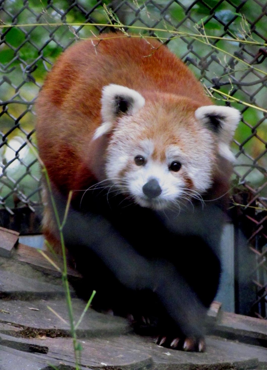 北米ｒｅｄ ｐａｎｄａ紀行 ｆｒａｎｋｌｉｎ ｐａｒｋ ｚｏｏ 危険地区 の動物園は開園１００周年 ニシレッサーパンダとキョンが同居 ボストン アメリカ の旅行記 ブログ By Jilllucaさん フォートラベル