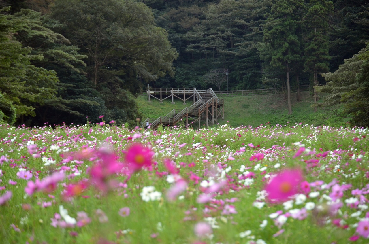 くりはま花の国 コスモスは100万本 横須賀 神奈川県 の旅行記 ブログ By Takeおじさん フォートラベル