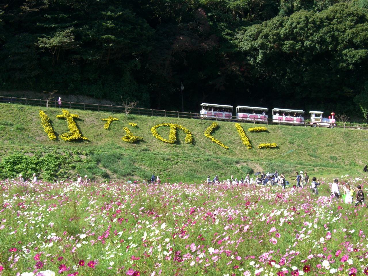 京急線を楽しもう くりはま花の国コスモス園 横須賀 神奈川県 の旅行記 ブログ By おいちゃんさん フォートラベル 京急線を楽しもう くりはま花の国コスモス園 横須賀 神奈川県 の旅行記 ブログ By おいちゃんさん フォートラベル