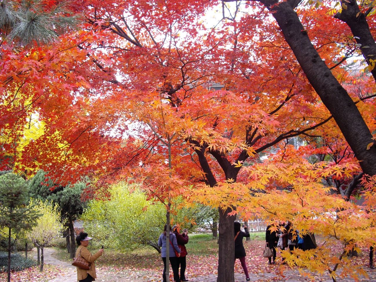 南山公園ウォーキング ソウル 韓国 の旅行記 ブログ By ジャカランダさん フォートラベル